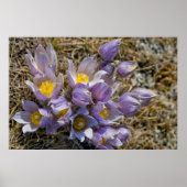 Crocus Cluster Poster (Voorkant)