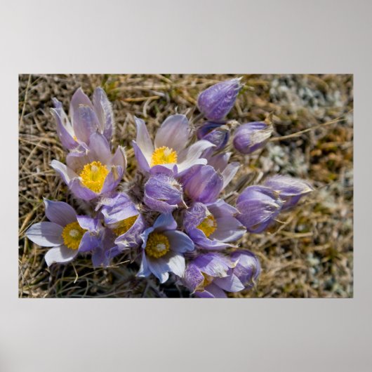 Crocus Cluster Poster (Voorkant)