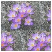 CROCUS EERSTE TEKENEN VAN SPRING stof (Close Up)