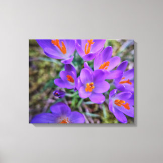 Crocus Fine Art Canvas Afdruk