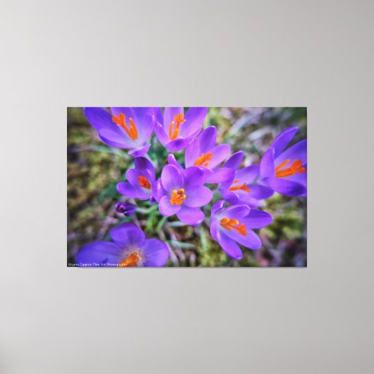Crocus Fine Art Canvas Afdruk (Voorkant)
