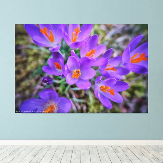 Crocus Fine Art Canvas Afdruk (Insitu (Houten vloer))