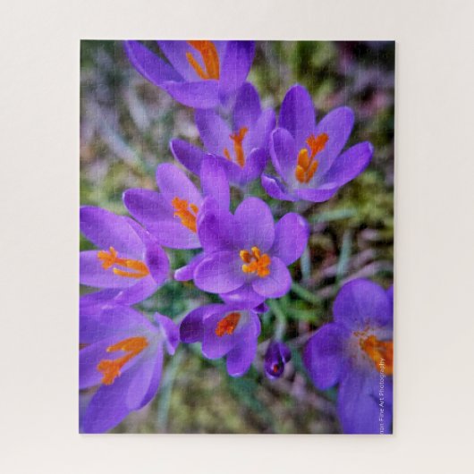 Crocus Fine Art Legpuzzel (Verticaal)