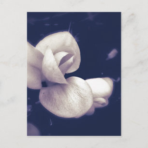 Crocus Flower Blossom in zwart-wit Briefkaart