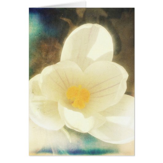 Crocus Flower Grunge (Voorkant)