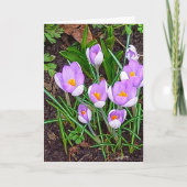 Crocus Flower Happy Pasen Kaart (Voorkant)