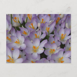 Crocus Flowers Pattern DIY Briefkaart