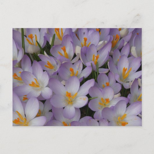 Crocus Flowers Pattern DIY Briefkaart (Voorkant)