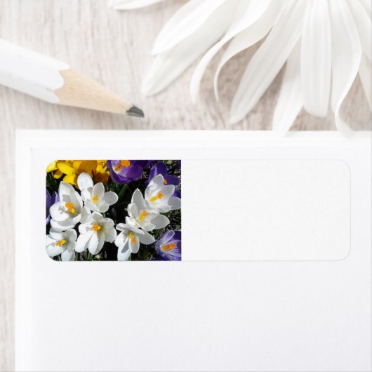 Crocus Flowers Spring Mix Etiket (Insitu)