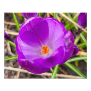 Crocus Foto Afdruk