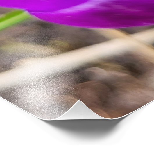 Crocus Foto Afdruk (Hoek)