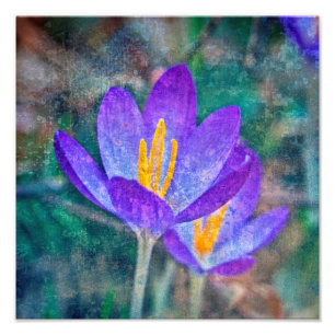 Crocus Foto Afdruk