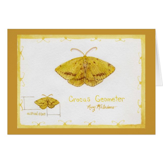 Crocus Geometer Moth waterverf (Voorkant Horizontaal)