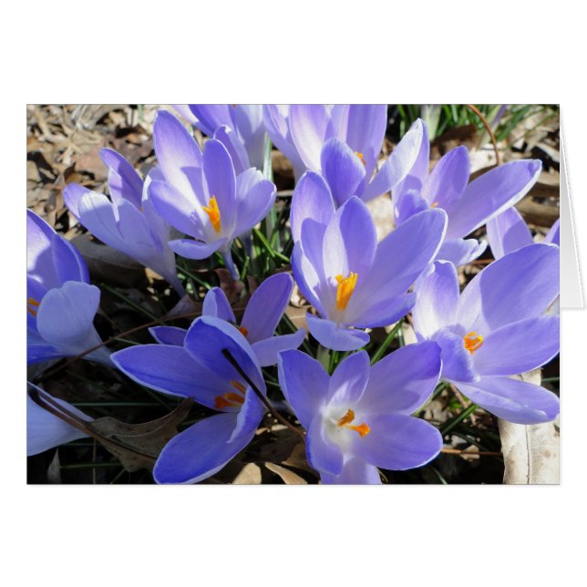 Crocus/hond: Song van liedjes 2:12 (Voorkant Horizontaal)