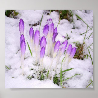 crocus in het sneeuwPoster Poster