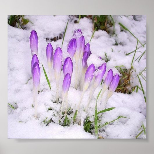 crocus in het sneeuwPoster Poster (Voorkant)
