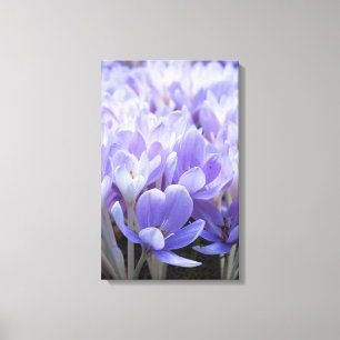 Crocus Ingepakt Canvasprint Canvas Afdruk