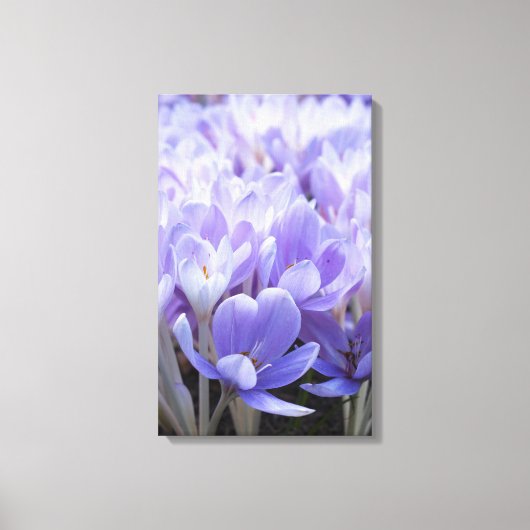 Crocus Ingepakt Canvasprint Canvas Afdruk (Voorkant)