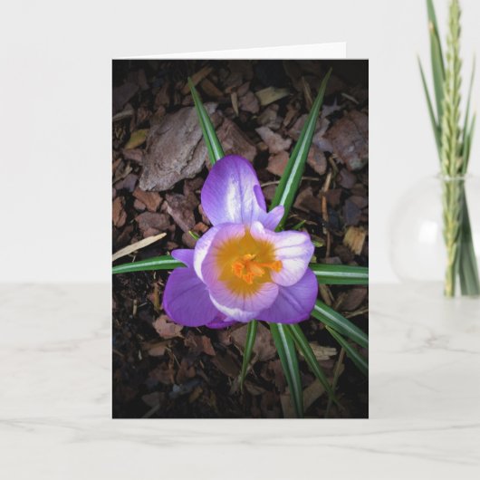 Crocus, kaart (Voorkant)