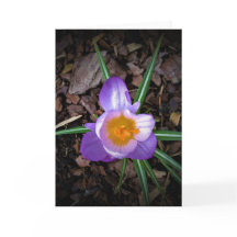 Crocus, kaart