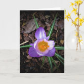 Crocus, kaart (Gele Bloem)