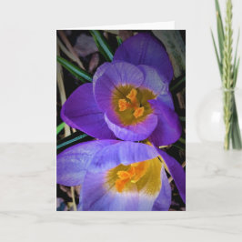 Crocus, kaart