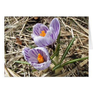 Crocus-kaart