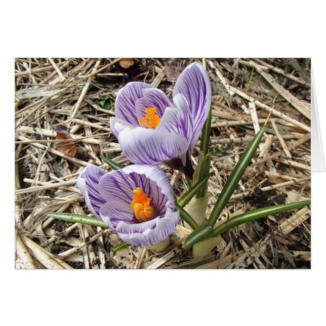 Crocus-kaart (Voorkant Horizontaal)