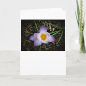 Crocus, kaart (Voorkant)