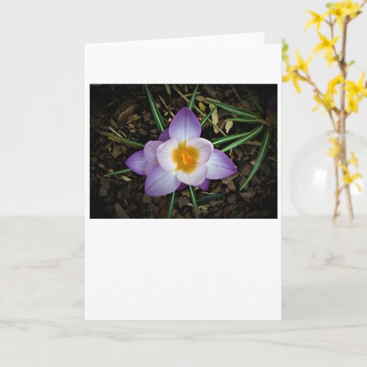 Crocus, kaart (Gele Bloem)