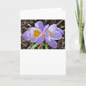 Crocus, kaart (Voorkant)