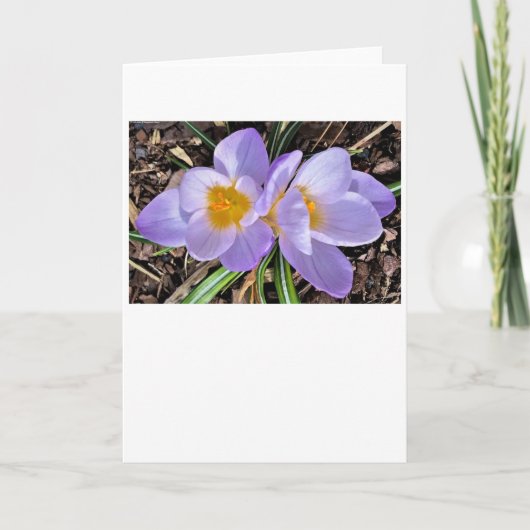 Crocus, kaart (Voorkant)