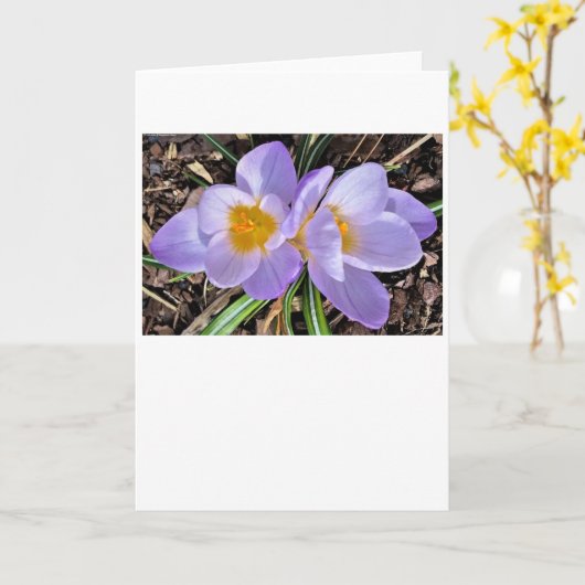 Crocus, kaart (Gele Bloem)