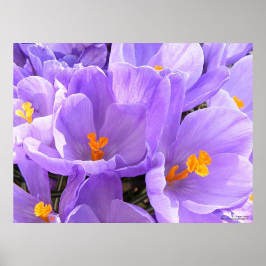 Crocus Large Print (Voorkant)