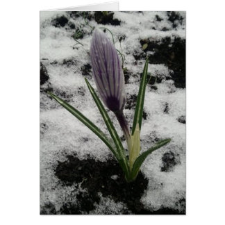 Crocus met ijs