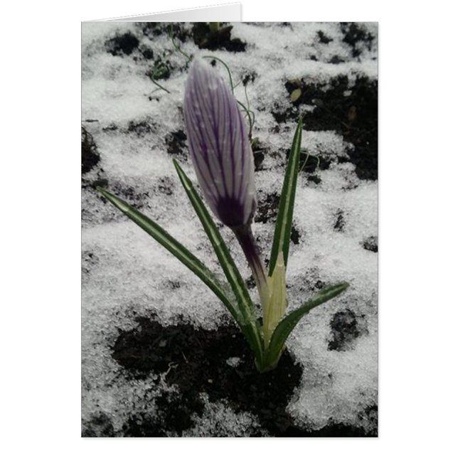 Crocus met ijs (Voorkant)