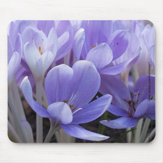Crocus Muismat (Voorkant)