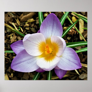 Crocus Poster