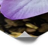 Crocus, Poster (Hoek)