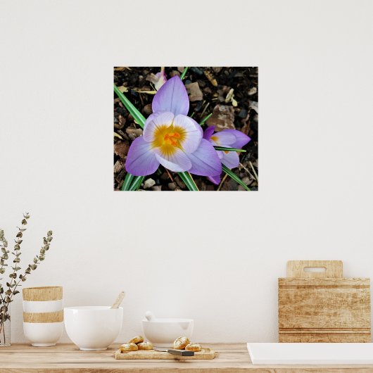 Crocus Poster (Keuken)