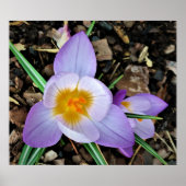 Crocus Poster (Voorkant)