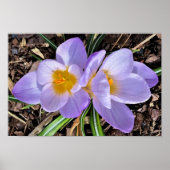 Crocus Poster (Voorkant)