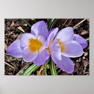 Crocus Poster