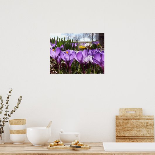 Crocus poster (Keuken)