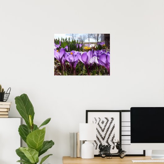 Crocus poster (Thuiskantoor)