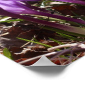 Crocus poster (Hoek)
