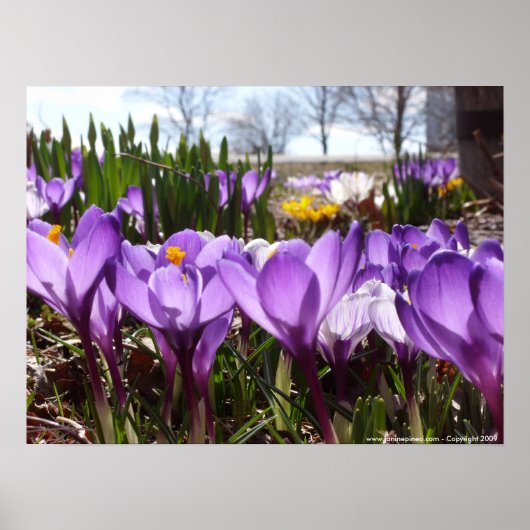 Crocus poster (Voorkant)