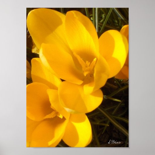 Crocus Poster (Voorkant)