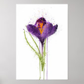 Crocus Poster (Voorkant)