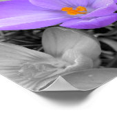 Crocus Poster (Hoek)